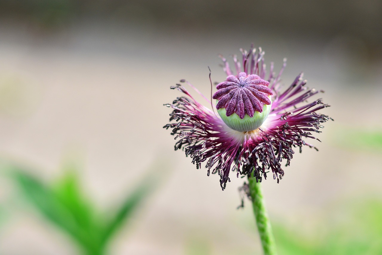 How to Start a Garden from Seed